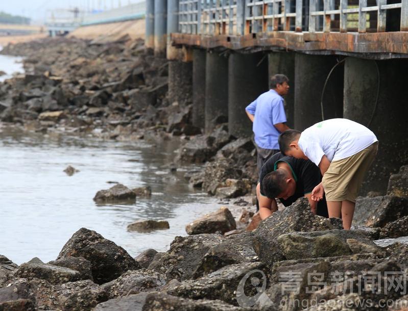 立秋|立秋日正逢退大潮 实拍在青岛海边赶海的孩子们