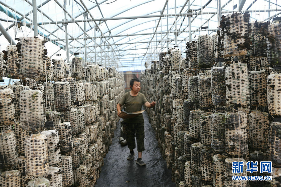 新疆|【幸福花开新边疆】一把木耳