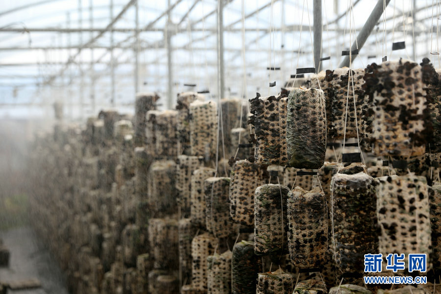 新疆|【幸福花开新边疆】一把木耳