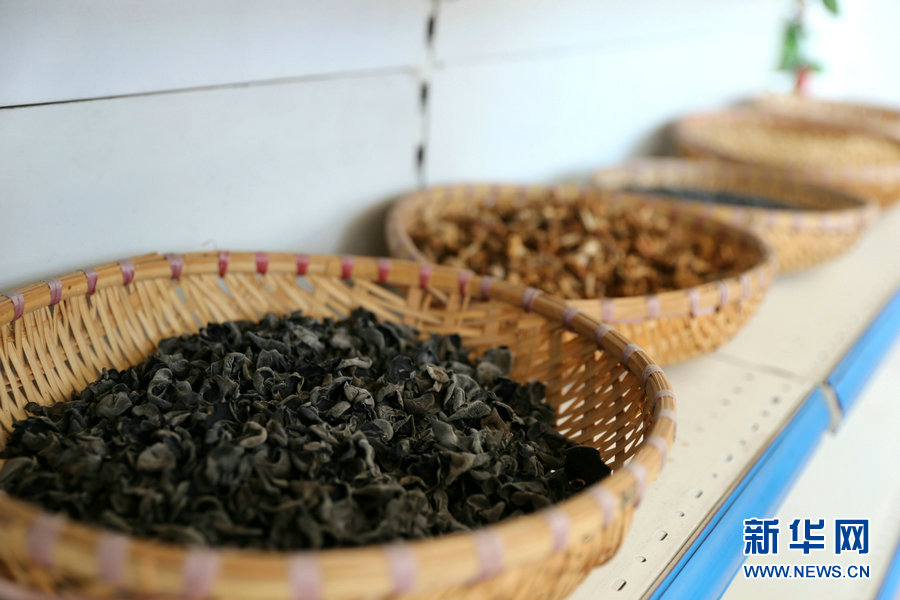 新疆|【幸福花开新边疆】一把木耳