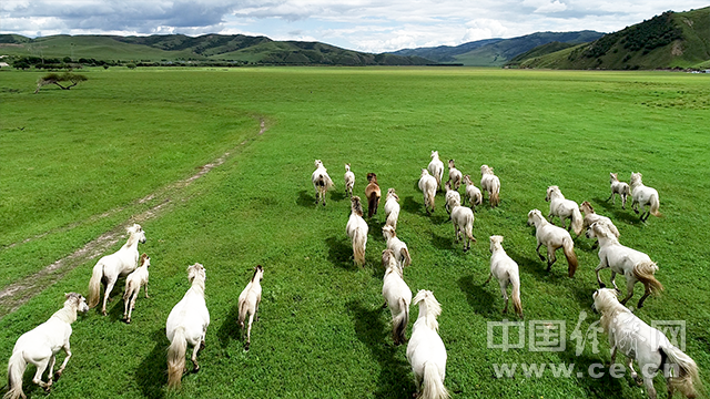 新疆|【幸福花开新边疆】航拍乌兰毛都草原 看骏马奔腾