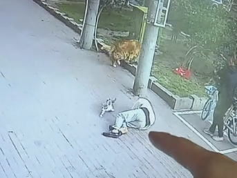 高空|高空坠猫砸晕老人！猫主人：猫关在阳台，对方要15万太多了