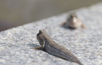 跳跳鱼|萌萌哒！胶州湾跳跳鱼“挂壁”晒太阳