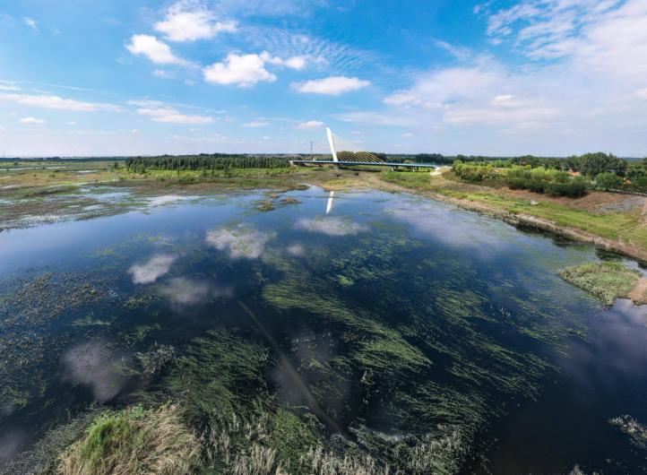 大沽河|水清草绿！大沽河生态基流基本恢复