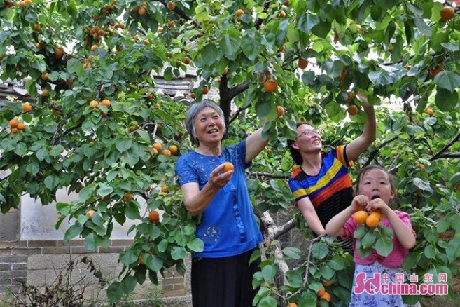 旅游|这就是山东|全域旅游、乡村文化，山东各地大力培育文旅新业态