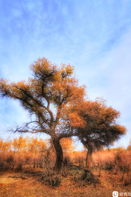 行走中的风景：“云游”额济纳旗 感受金秋大漠的英雄气概