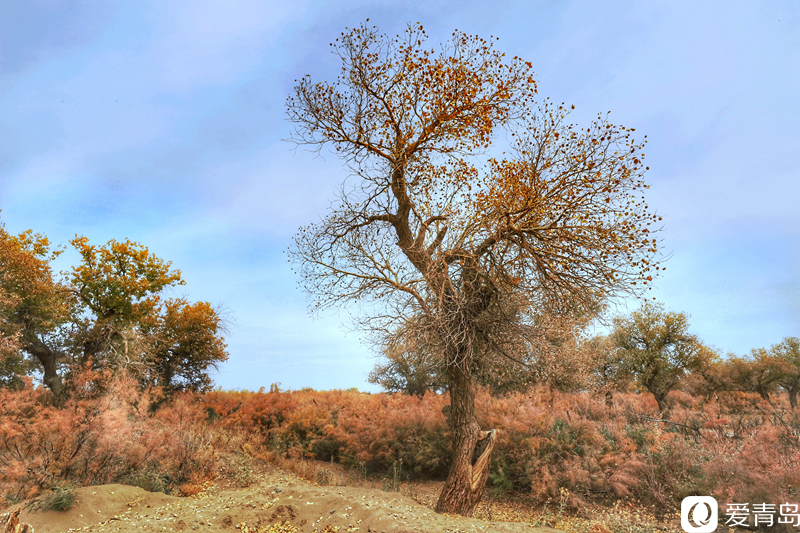 行走中的风景:“云游”额济纳旗 感受金秋大漠的英雄气概