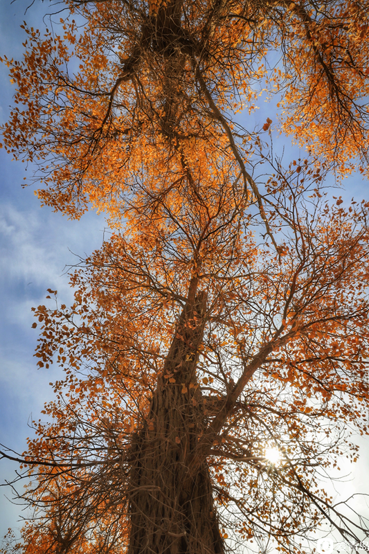 行走中的风景:“云游”额济纳旗 感受金秋大漠的英雄气概