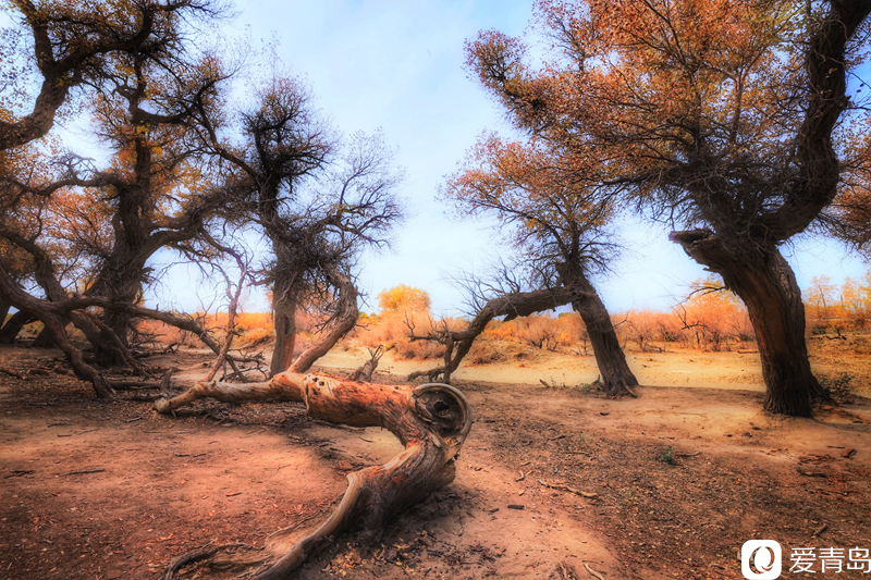 行走中的风景:“云游”额济纳旗 感受金秋大漠的英雄气概