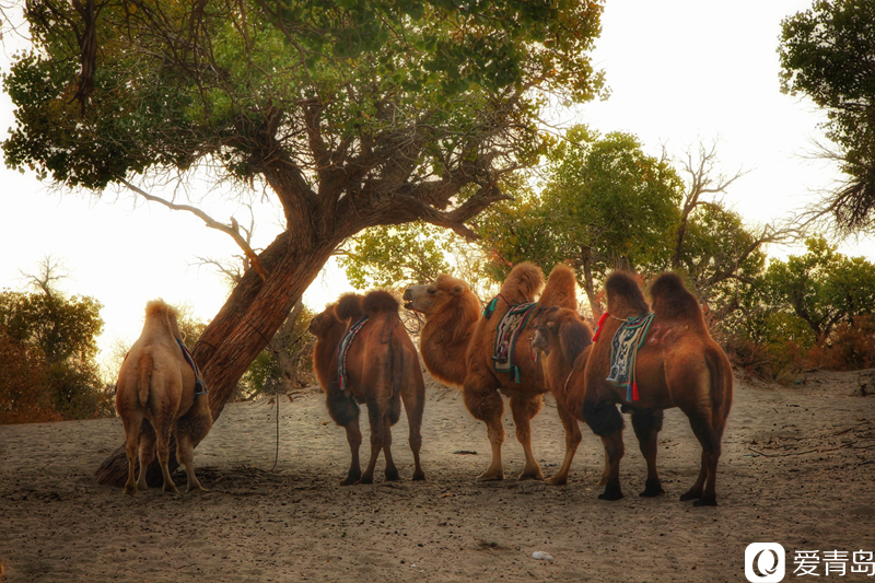 行走中的风景:“云游”额济纳旗 感受金秋大漠的英雄气概