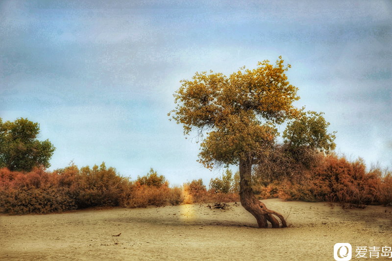 行走中的风景:“云游”额济纳旗 感受金秋大漠的英雄气概