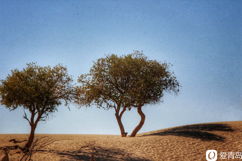 行走中的风景:“云游”额济纳旗 感受金秋大漠的英雄气概