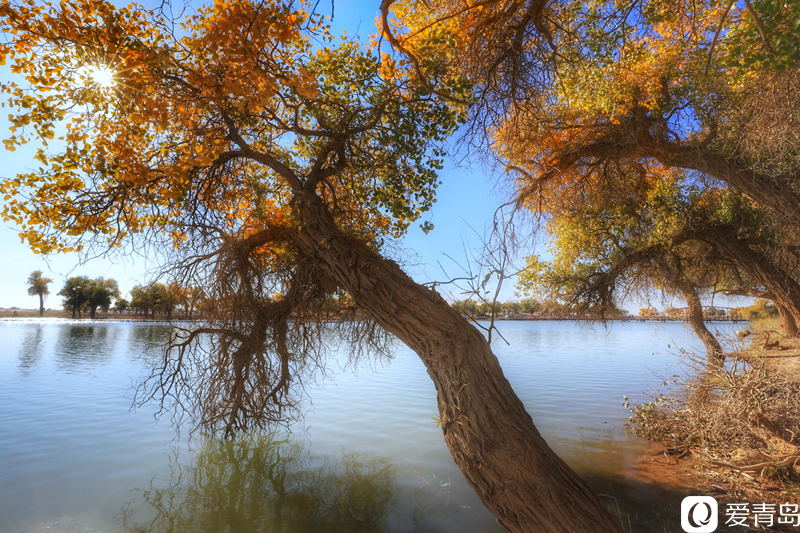 行走中的风景:“云游”额济纳旗 感受金秋大漠的英雄气概