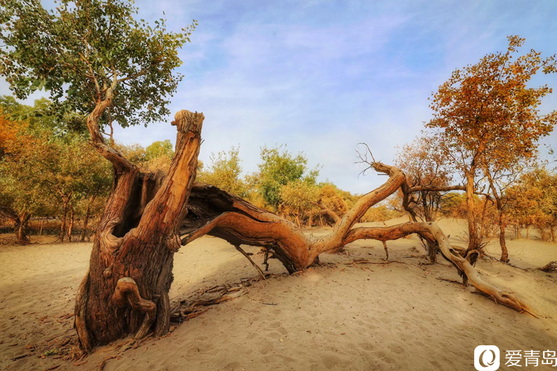 行走中的风景:“云游”额济纳旗 感受金秋大漠的英雄气概