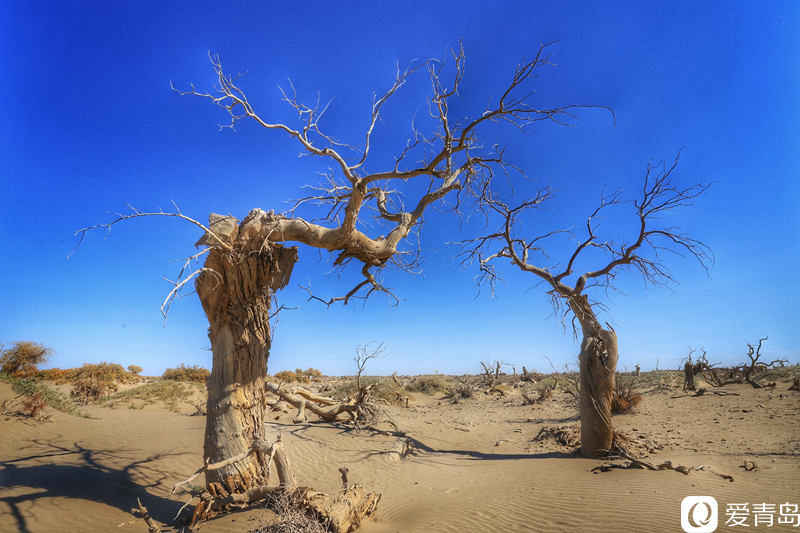 行走中的风景：“云游”额济纳旗 感受金秋大漠的英雄气概