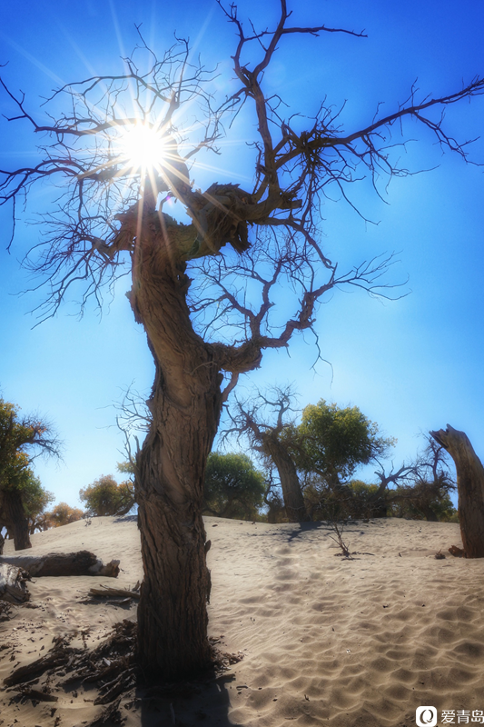 行走中的风景：“云游”额济纳旗 感受金秋大漠的英雄气概