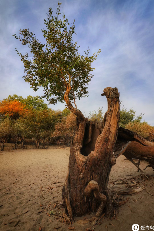 行走中的风景：“云游”额济纳旗 感受金秋大漠的英雄气概