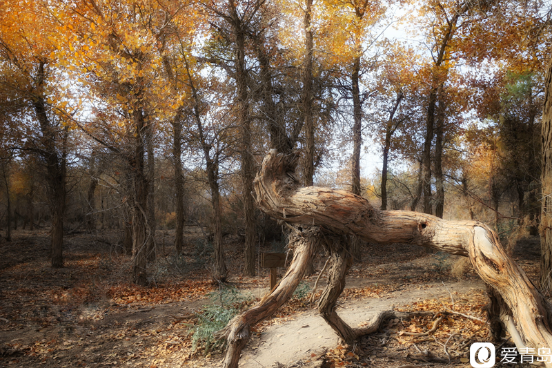 行走中的风景：“云游”额济纳旗 感受金秋大漠的英雄气概