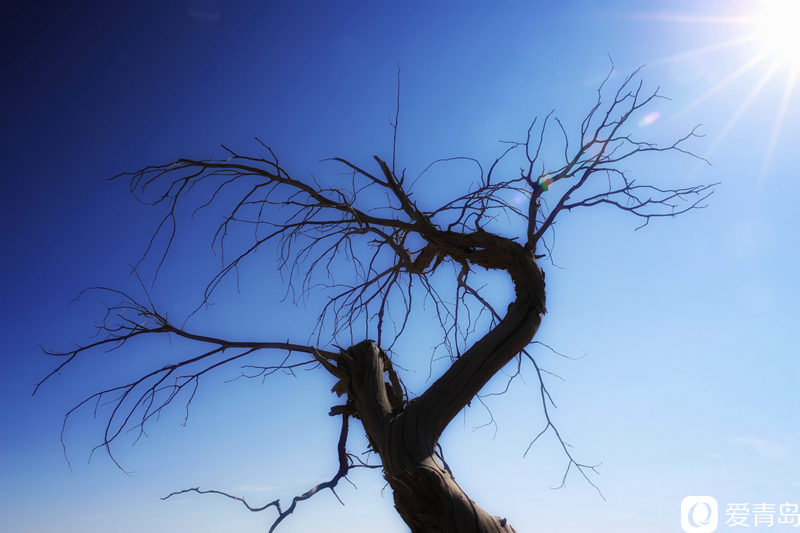 行走中的风景：“云游”额济纳旗 感受金秋大漠的英雄气概