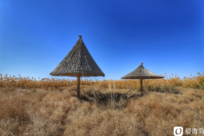 行走中的风景：“云游”额济纳旗 感受金秋大漠的英雄气概