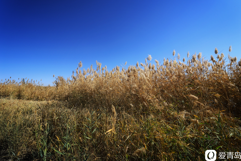 行走中的风景：“云游”额济纳旗 感受金秋大漠的英雄气概