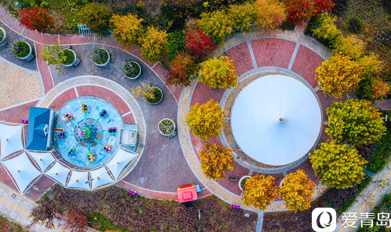 枫叶流丹 层林尽染 俯瞰张家楼枫林