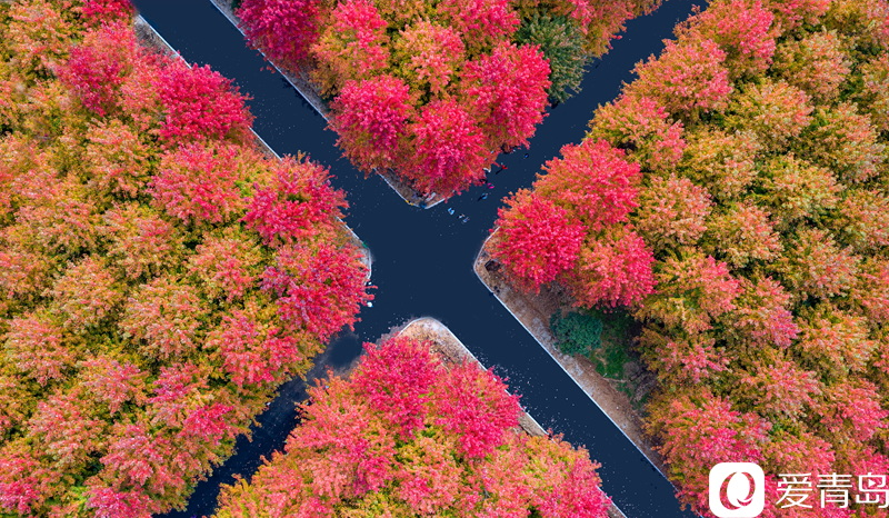 枫叶流丹 层林尽染 俯瞰张家楼枫林