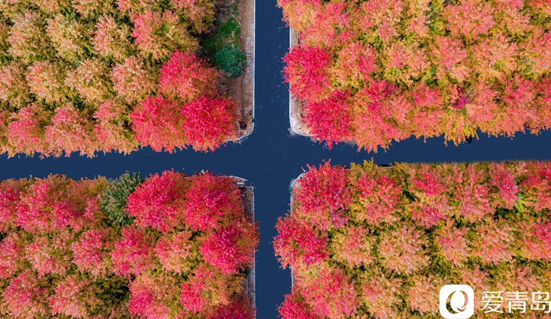 枫叶流丹 层林尽染 俯瞰张家楼枫林