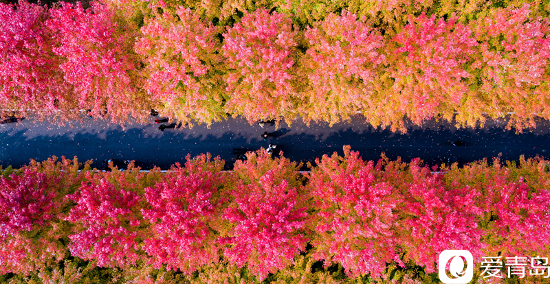 枫叶流丹 层林尽染 俯瞰张家楼枫林