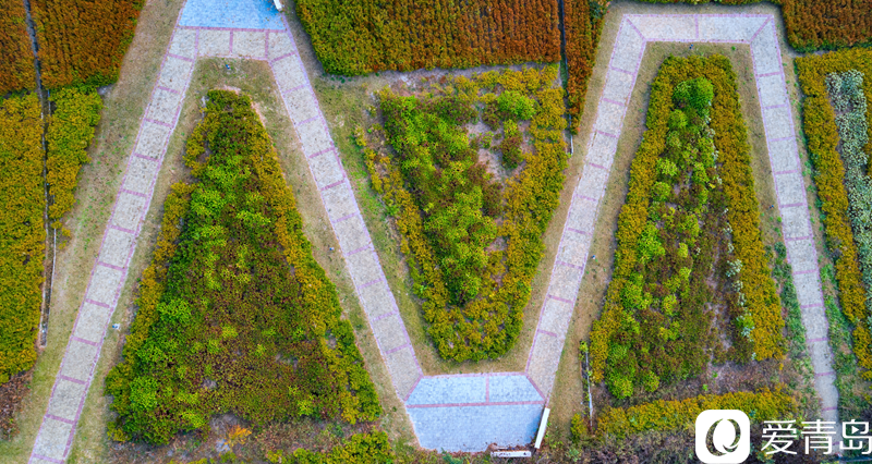 枫叶流丹 层林尽染 俯瞰张家楼枫林