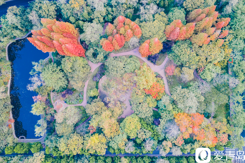 枫叶流丹 层林尽染 俯瞰张家楼枫林