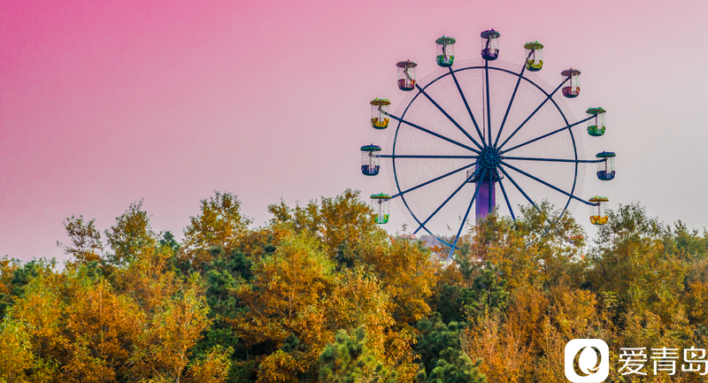 枫叶流丹 层林尽染 俯瞰张家楼枫林