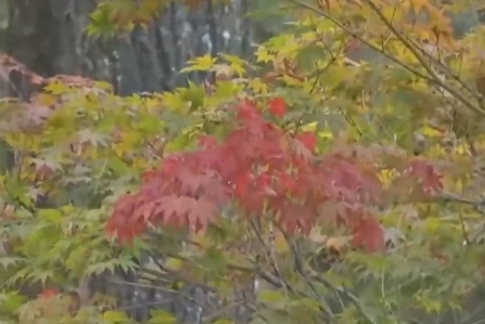 嶗山風景區即將迎來最美賞葉季