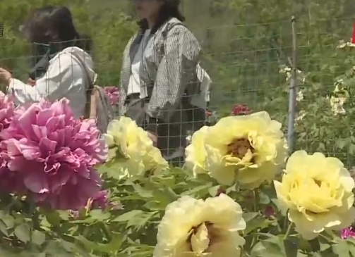 百果山牡丹花限時綻放
