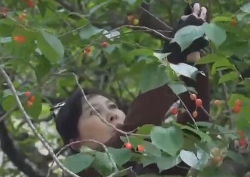 “樱”约北宅 青岛2025樱桃节开幕