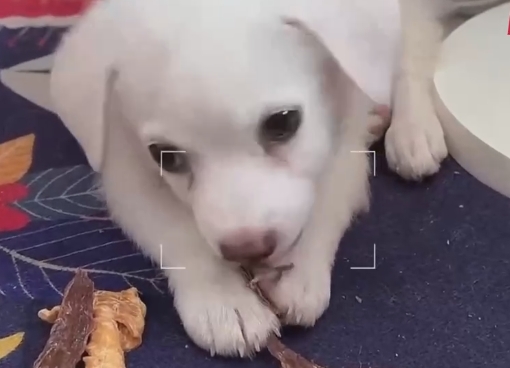 毛孩食堂