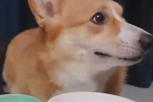 毛孩食堂