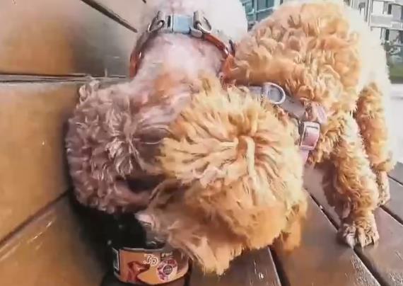毛孩食堂