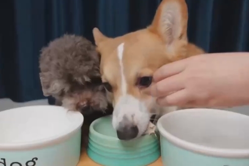 毛孩食堂