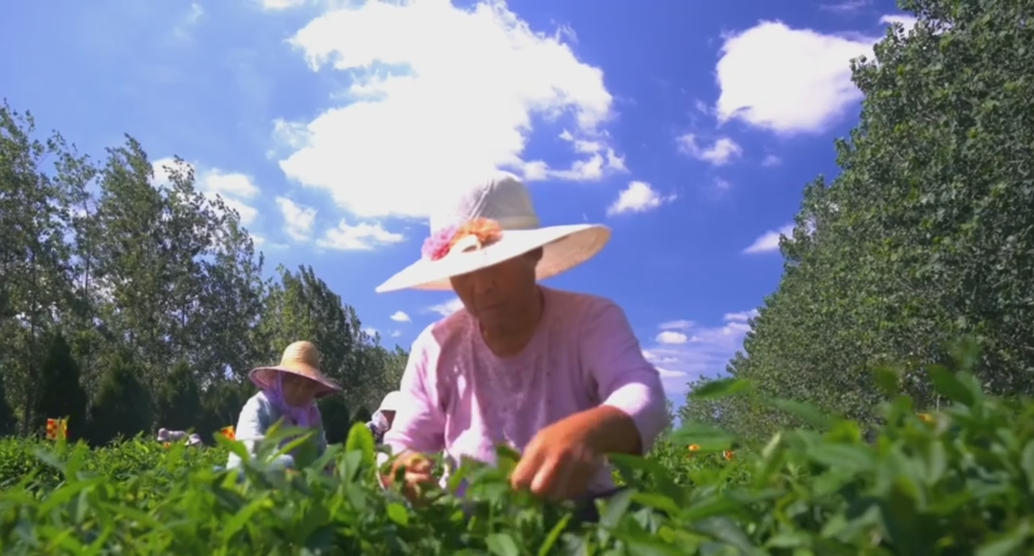 “北茶之源”——西海岸新区海青茶山乡村振兴片区