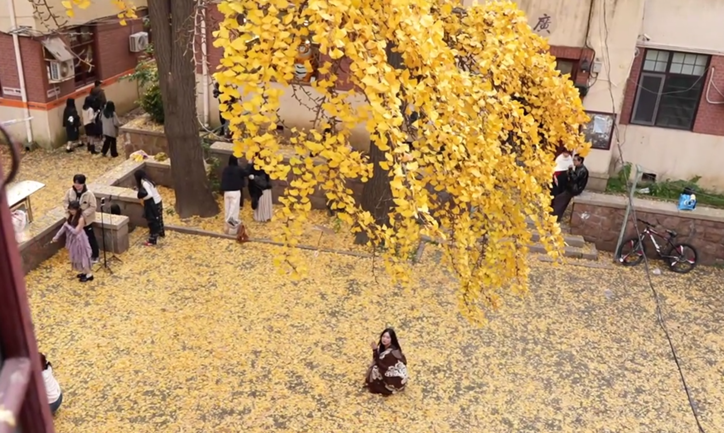 在这里，淋一场烂漫银杏雨