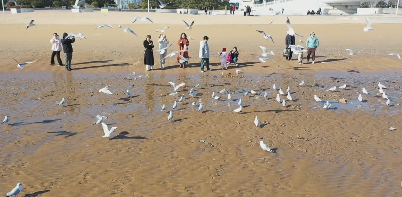 生态修复引“鸥”来