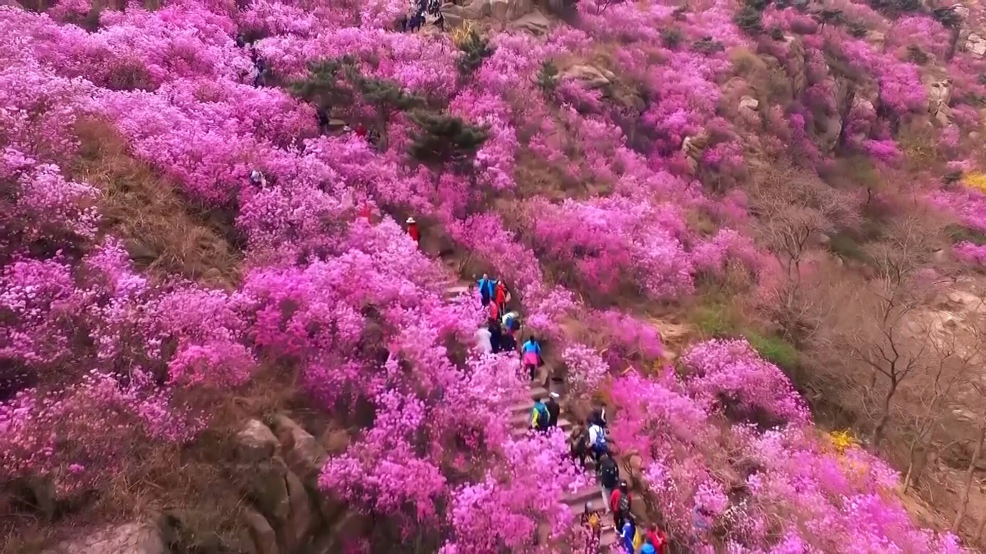 青岛大珠山杜鹃花会，3月28日正式开幕，持续至5月5日