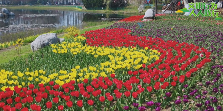 邂逅郁金香花海 守护文明游园风