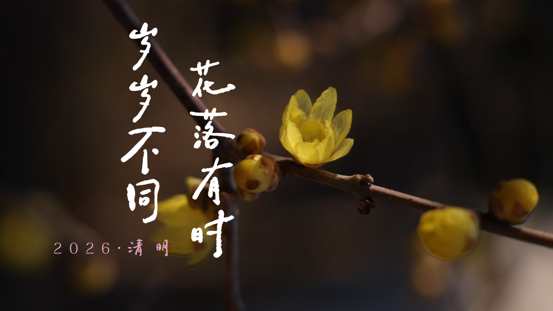  花有重开日，人无再少年。愿我们都能认真地，活在当下这个春天里