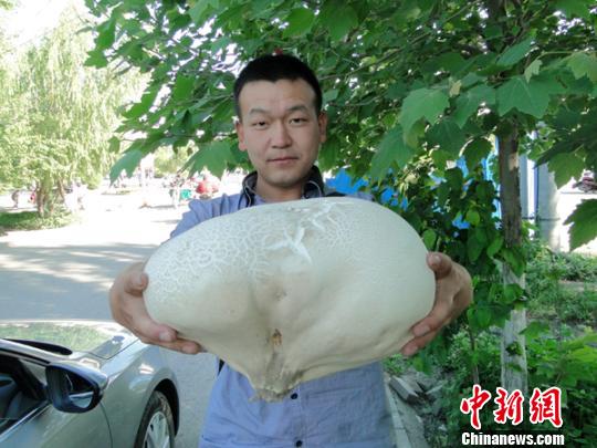 在自己家的地头发现2个硕大没有根茎的野蘑菇,象个大卵石躺在他家地头