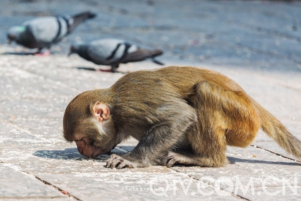 猴子仿佛再虔诚的叩拜,其实只是在与鸽子抢地上的米粒吃.