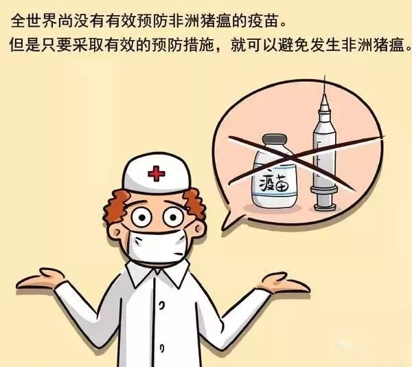 非洲猪瘟到底传不传染人快来看看这条