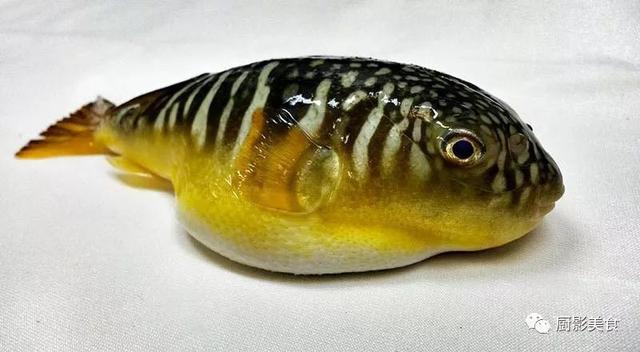 海游仙人河豚 浑身都是剧毒而不可食用.