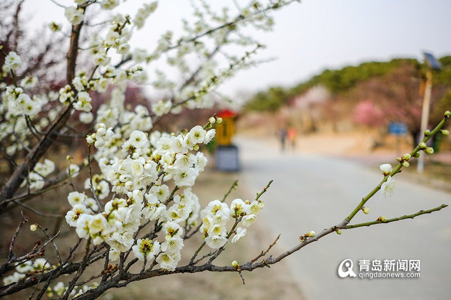 赏梅正当时!青岛梅花节启幕 梅园里漫山遍野梅花开